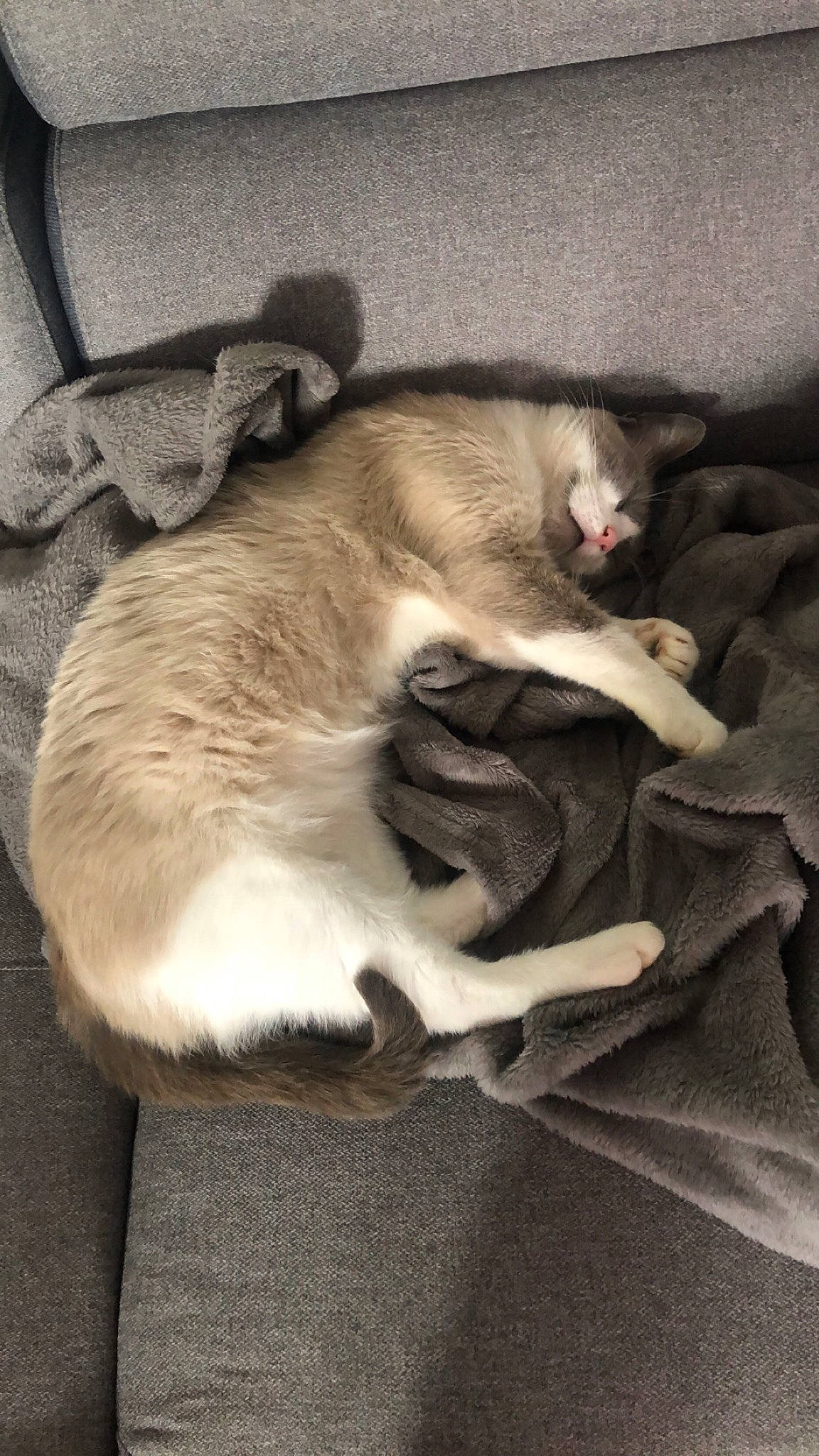 Simba a rejoint le concours — aidez-le/la à gagner de superbes lots ! canidae, carnivore, cat, comfort, domestic_short_haired_cat, fawn, felidae, fur, grey, nap, paw, sleep, small_to_medium_sized_cats, tail, whiskers