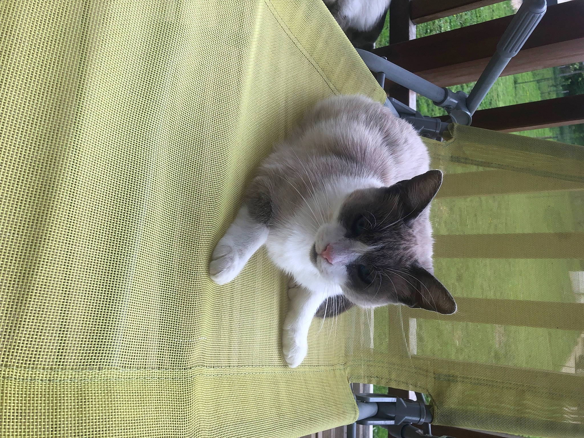 Simba participe au concours pour gagner de l'argent avec cette photo : balinese, carnivore, cat, claw, dog_breed, domestic_short_haired_cat, felidae, fur, grey, paw, small_to_medium_sized_cats, snout, tail, whiskers, wood, woven_fabric