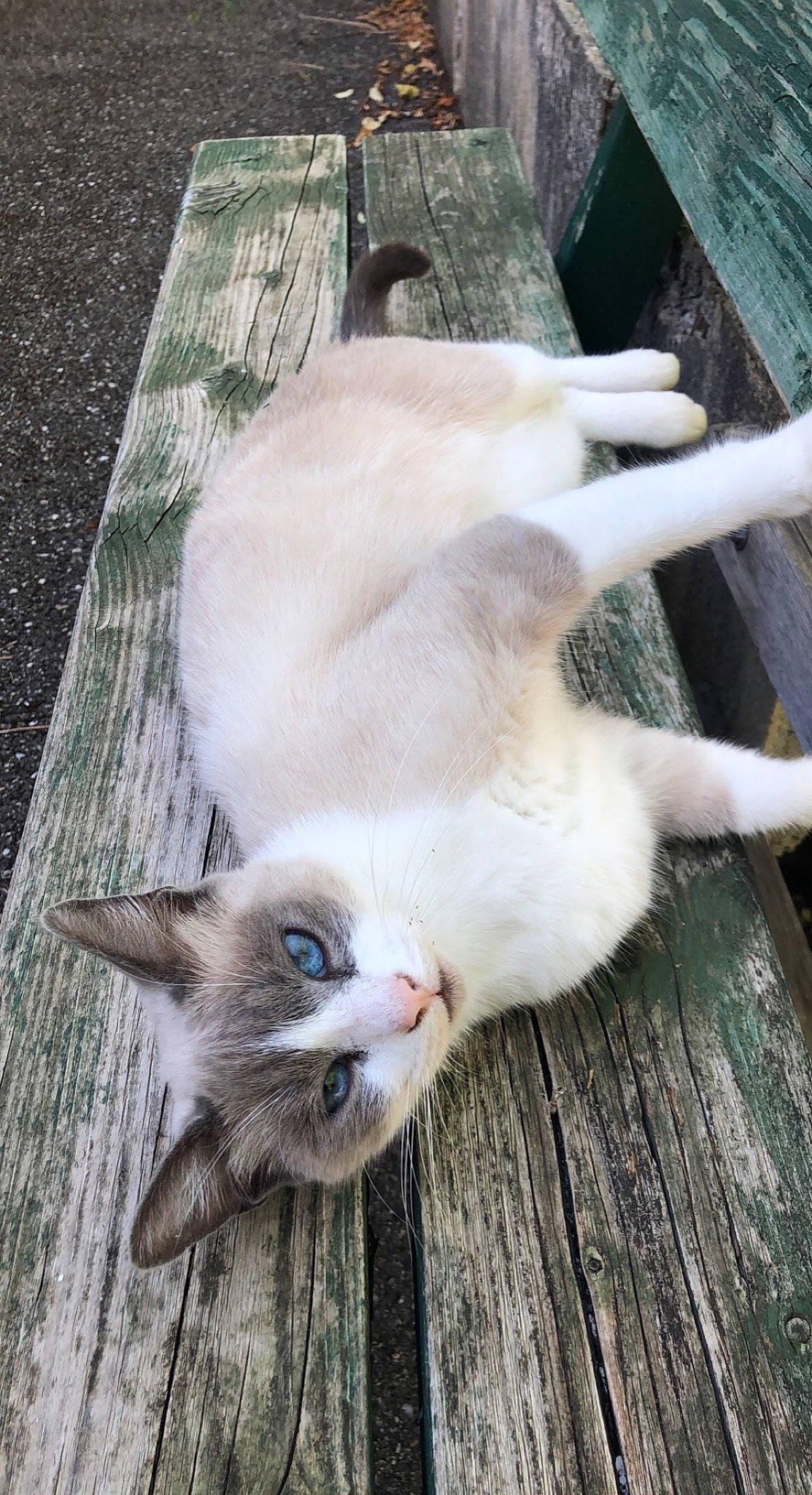 Simba participe au concours pour gagner de l'argent avec cette photo : carnivore, cat, claw, domestic_short_haired_cat, fawn, felidae, flooring, fur, hardwood, paw, small_to_medium_sized_cats, snout, tail, terrestrial_animal, thai, whiskers, wood