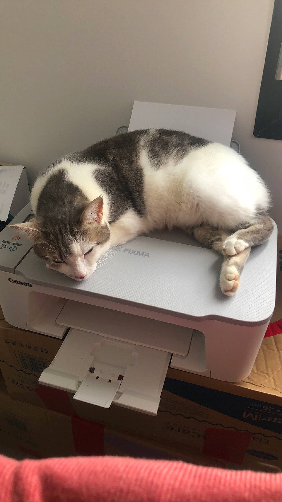 Sunny participe au concours pour gagner de l'argent avec cette photo : box, cardboard, carnivore, carton, cat, comfort, domestic_short_haired_cat, felidae, fur, mammal, office_equipment, packaging_and_labeling, printer, room, shipping_box, small_to_medium_sized_cats, tail, vertebrate, whiskers, wood