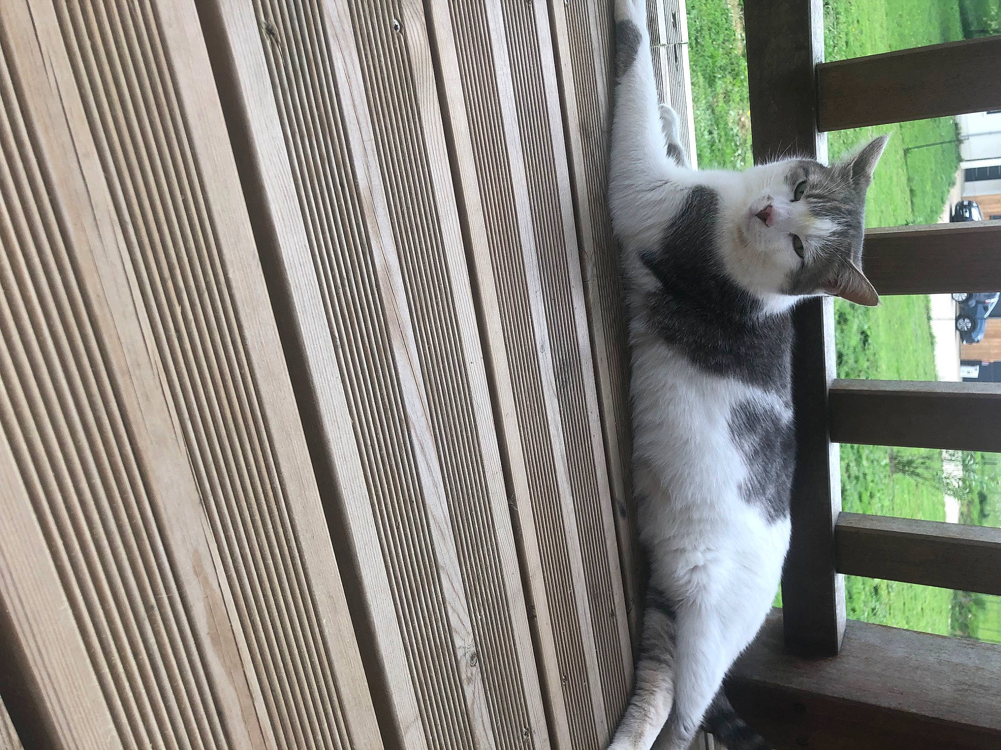 Sunny a rejoint le concours — aidez-le/la à gagner de superbes lots ! animal_shelter, cage, carnivore, cat, domestic_short_haired_cat, felidae, fur, grey, mesh, metal, pattern, pet_supply, plant, small_to_medium_sized_cats, snout, tail, terrestrial_animal, tree, whiskers, wood