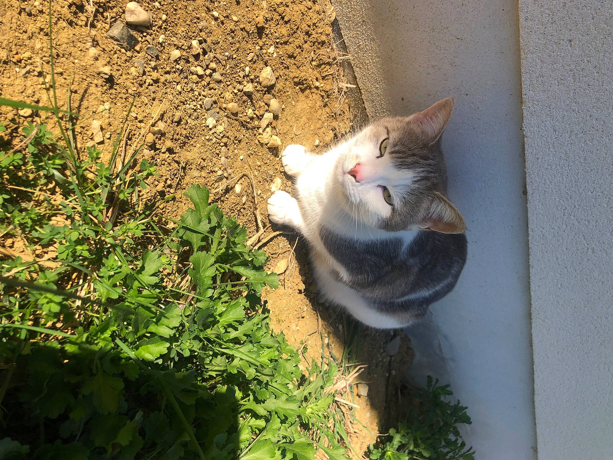 Sunny participe au concours pour gagner de l'argent avec cette photo : carnivore, cat, domestic_short_haired_cat, fawn, felidae, fur, grass, groundcover, herb, paw, plant, shrub, small_to_medium_sized_cats, snout, soil, tail, terrestrial_animal, whiskers