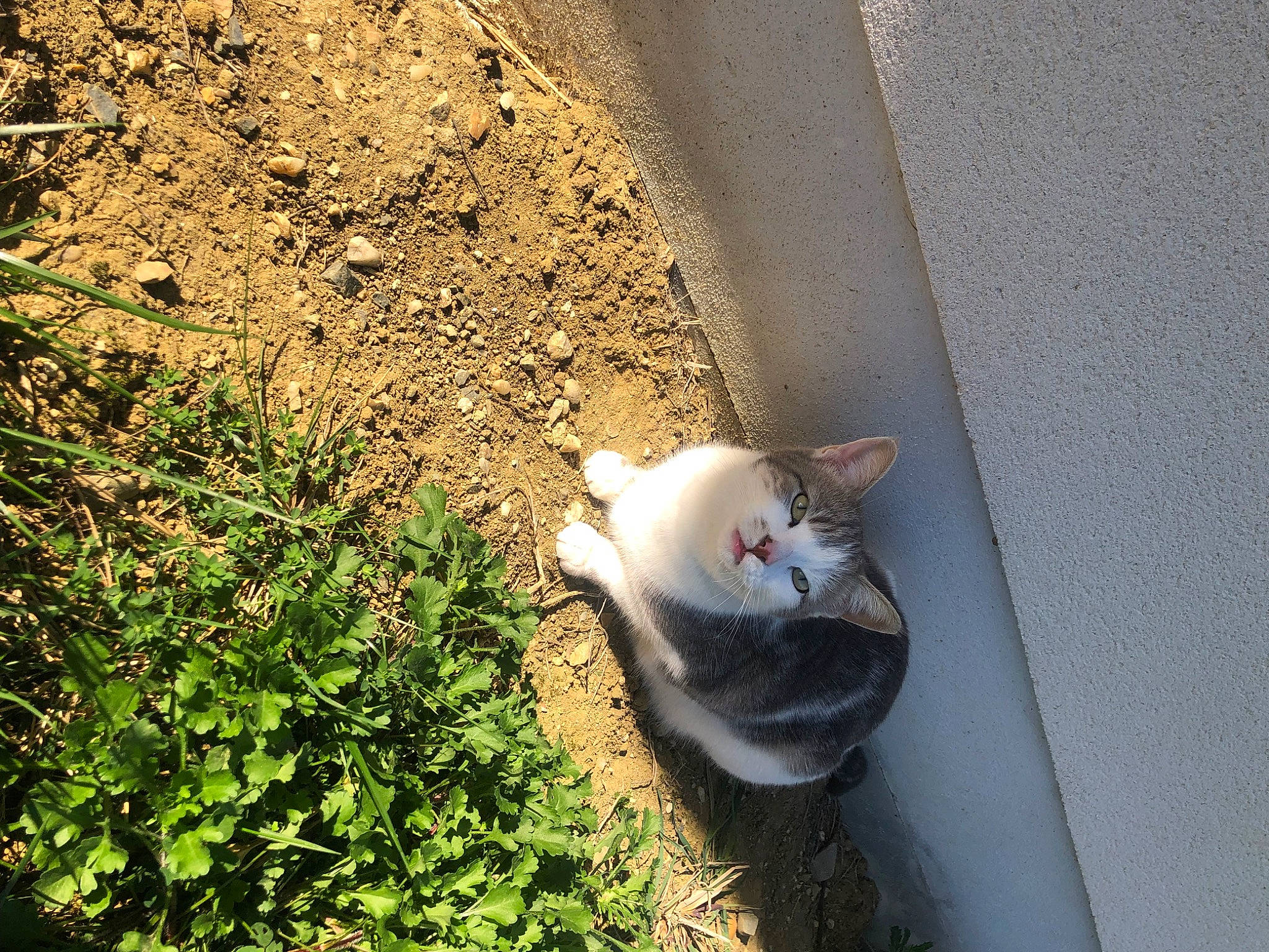 Sunny participe au concours pour gagner de l'argent avec cette photo : canidae, carnivore, cat, curb, domestic_short_haired_cat, fawn, felidae, fur, grass, groundcover, herb, plant, shrub, small_to_medium_sized_cats, soil, tail, whiskers, wood