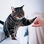 Pandora a rejoint le concours — aidez-le/la à gagner de superbes lots ! animal, cat, closeup, couch, cozy, cute, fist_bump, focus, friendship, fur, human_hand, indoor, interaction, paw, pet, playing, soft_light, tabby_cat, touch, whiskers