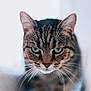 Pandora a rejoint le concours — aidez-le/la à gagner de superbes lots ! animal, cat, close_up, cute, domestic_cat, ears, expression, face, feline, focused, fur, green_eyes, indoor, mammal, nose, pet, portrait, soft_background, tabby_cat, whiskers