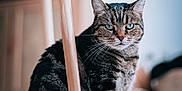 Pandora participe au concours pour gagner de l'argent avec cette photo : animal, blurred_background, carpet, cat, closeup, cozy, domestic_cat, floor, fur, furniture, green_eyes, indoor, pet, portrait, sitting, soft_texture, tabby, table_leg, whiskers, wood
