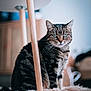 animal, blurred_background, carpet, cat, closeup, cozy, domestic_cat, floor, fur, furniture, green_eyes, indoor, pet, portrait, sitting, soft_texture, tabby, table_leg, whiskers, wood