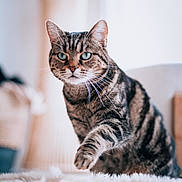Pandora a rejoint le concours — aidez-le/la à gagner de superbes lots ! cat, tabby, blue_eyes, fur, whiskers, paw, pet, animal, indoor, furniture, blurred_background, close_up, focused, mammal, feline, cute, fluffy, soft, walking, portrait