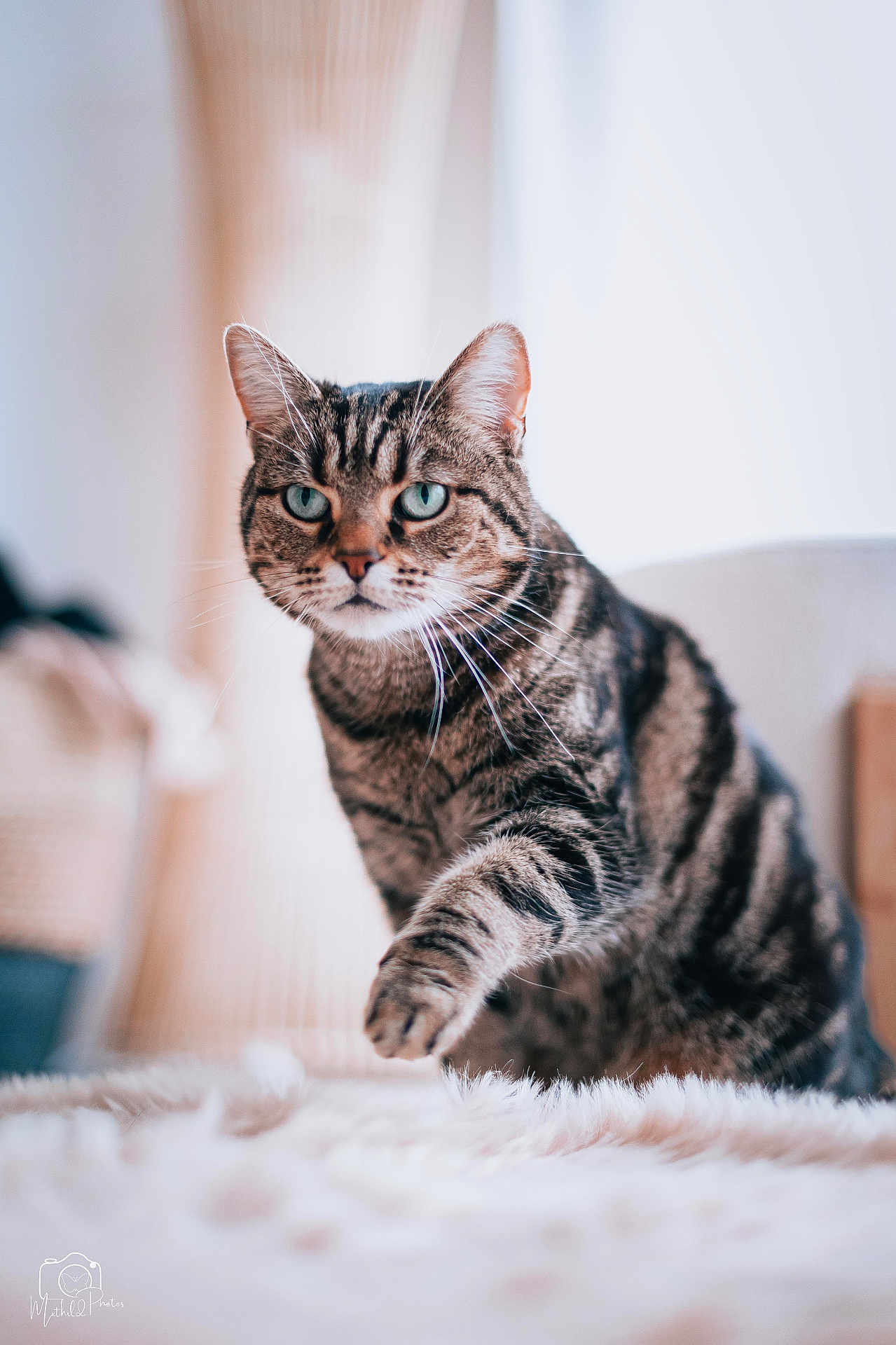 Pandora a rejoint le concours — aidez-le/la à gagner de superbes lots ! cat, tabby, blue_eyes, fur, whiskers, paw, pet, animal, indoor, furniture, blurred_background, close_up, focused, mammal, feline, cute, fluffy, soft, walking, portrait