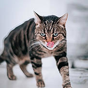 Pandora a rejoint le concours — aidez-le/la à gagner de superbes lots ! animal, blue_eyes, blurred_background, cat, close_up, cute, domestic_cat, feline, focused, fur_pattern, indoor, mammal, pet, playful, portrait, tabby_cat, tile_floor, tongue_out, walking, whiskers