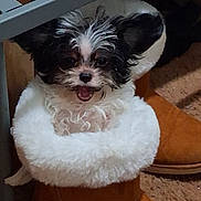 J.j is registered to the contest to win money with this photo: animal, black_and_white, boot, carpet, cozy, curious, cute, dog, footwear, fur, fuzzy, happy, household, indoor, pet, playing, puppy, resting, small_dog, warm