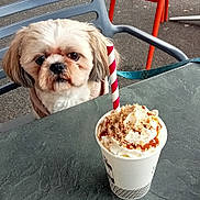 Ulysse a rejoint le concours — aidez-le/la à gagner de superbes lots ! beverage, canine, caramel, chair, closeup, cup, dog, drink, face, food, fur, leash, outdoor, pet, seat, sidewalk, straw, table, waiting, whipped_cream