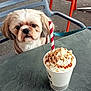 beverage, canine, caramel, chair, closeup, cup, dog, drink, face, food, fur, leash, outdoor, pet, seat, sidewalk, straw, table, waiting, whipped_cream