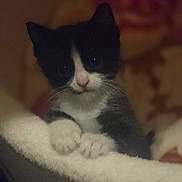 Midknight is registered to the contest to win money with this photo: cat, kitten, black_and_white, pet, animal, feline, cute, soft, blanket, cozy, indoor, closeup, whiskers, paws, curious, young, small, fur, portrait, domestic_animal