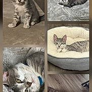 Fifu is registered to the contest to win money with this photo: cat, kitten, grey_tabby, pet_bed, blanket, floor, wooden_floor, curious, relaxed, lying_down, sitting, indoor, collage, feline, cute, striped, young_cat, resting, cozy, domestic_animal