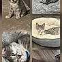 cat, kitten, grey_tabby, pet_bed, blanket, floor, wooden_floor, curious, relaxed, lying_down, sitting, indoor, collage, feline, cute, striped, young_cat, resting, cozy, domestic_animal