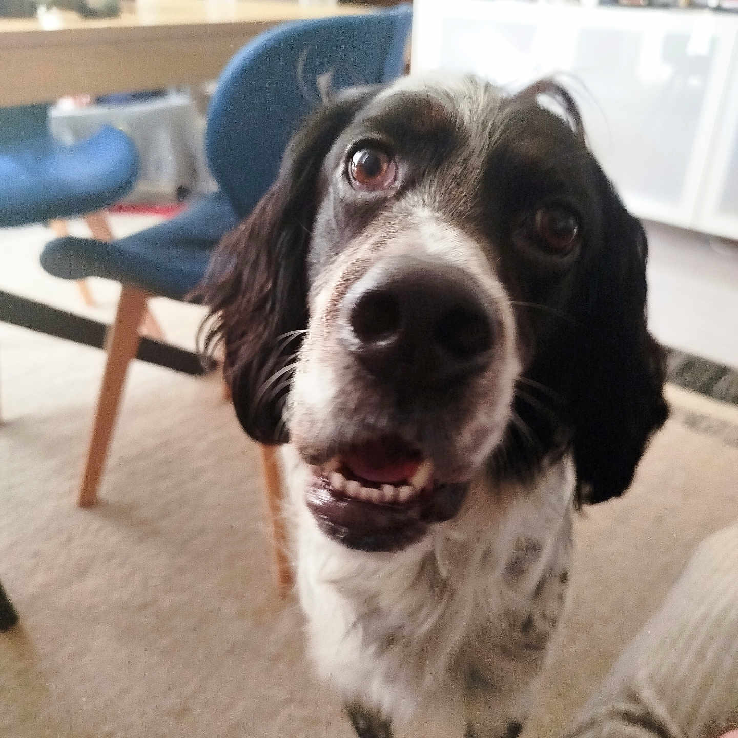 Teddy a rejoint le concours — aidez-le/la à gagner de superbes lots ! animal, architecture, building, canine, chair, clothing, cockerspaniel, couch, dog, furniture, hound, indoors, jeans, livingroom, pants, person, pet, puppy, room, table