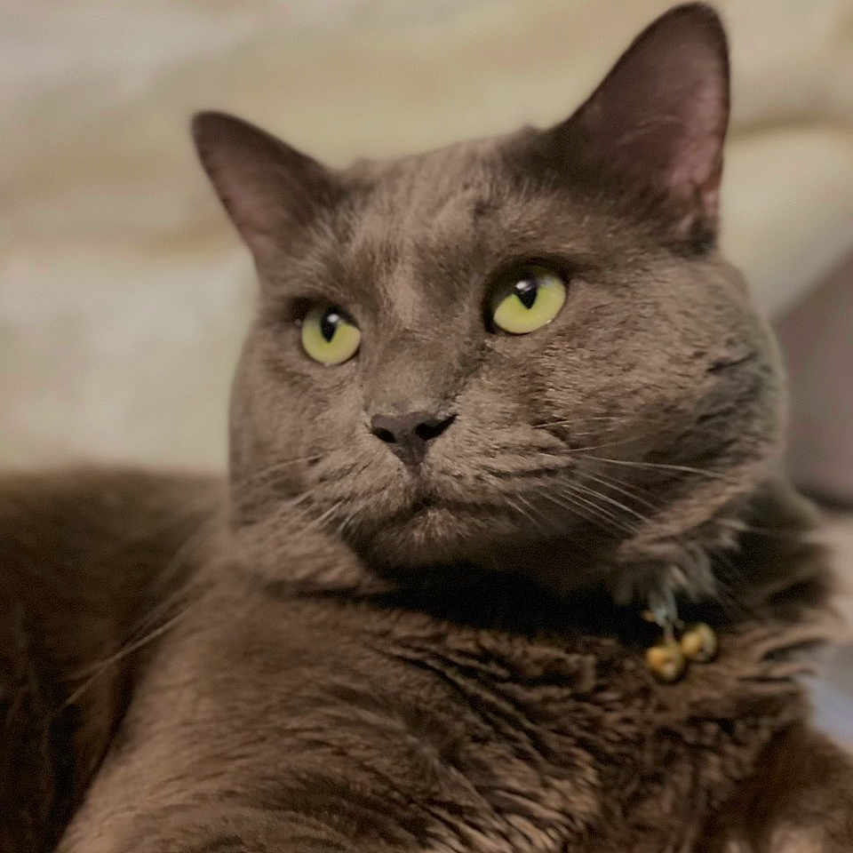 Baby is registered to the contest to win money with this photo: cat, gray_cat, pet, feline, animal, green_eyes, fur, whiskers, close_up, portrait, domestic_cat, relaxed, indoor, collar, bells, ears, face, muzzle, lying_down, cute