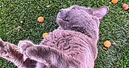Baby joined the competition — help win amazing prizes! cat, gray_cat, grass, outdoor, animal, pet, furry, relaxed, lying_down, nature, greenery, orange_fruits, whiskers, cute, soft_fur, small_fruits, playful, closeup, daylight, resting