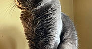 Baby joined the competition — help win amazing prizes! animal, calm, cat, closeup, cute, domestic_cat, feline, fluffy, fur, furry, gray_cat, indoors, looking_away, perch, pet, portrait, relaxed, sitting, soft_light, whiskers