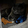 Baby joined the competition — help win amazing prizes! cat, gray_cat, pet, indoor, cat_condo, plush_toy, blue_harness, feline, resting, cozy, animal, whiskers, soft_fabric, paw, cute, domestic_cat, fur, quiet, relaxed, small_space