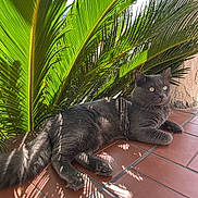 Baby is registered to the contest to win money with this photo: cat, gray_cat, pet, animal, sunlight, shadow, terracotta_tiles, plant, palm_fronds, outdoor, relaxing, feline, greenery, nature, portrait, laying_down, tile_floor, daylight, close_up, whiskers