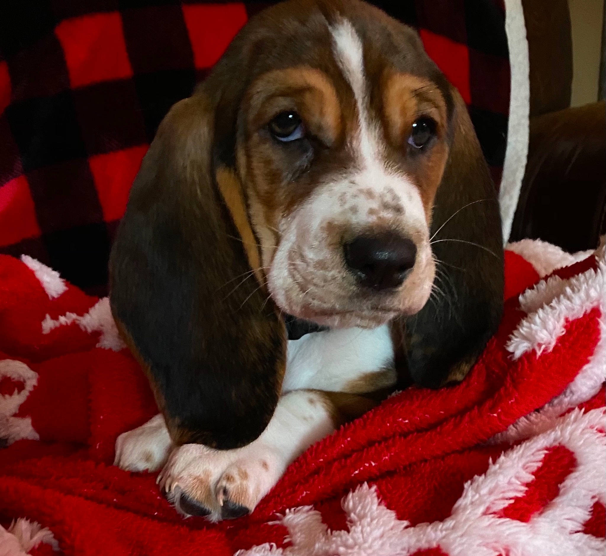 Miss Charlie joined the competition — help win amazing prizes! beagle, canidae, carmine, carnivore, comfort, companion_dog, dog, dog_breed, fur, hound, liver, mammal, pet_supply, plaid, scent_hound, snout, tartan, textile, vertebrate, working_animal