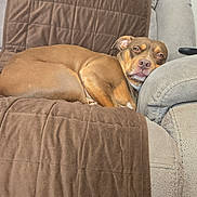 Carli joined the competition — help win amazing prizes! animal, armrest, blanket, brown_dog, canine, comfort, companion, couch, cozy, dog, fur, furniture, home, indoor, laying_down, pet, quilted_blanket, relaxed, resting, sleepy