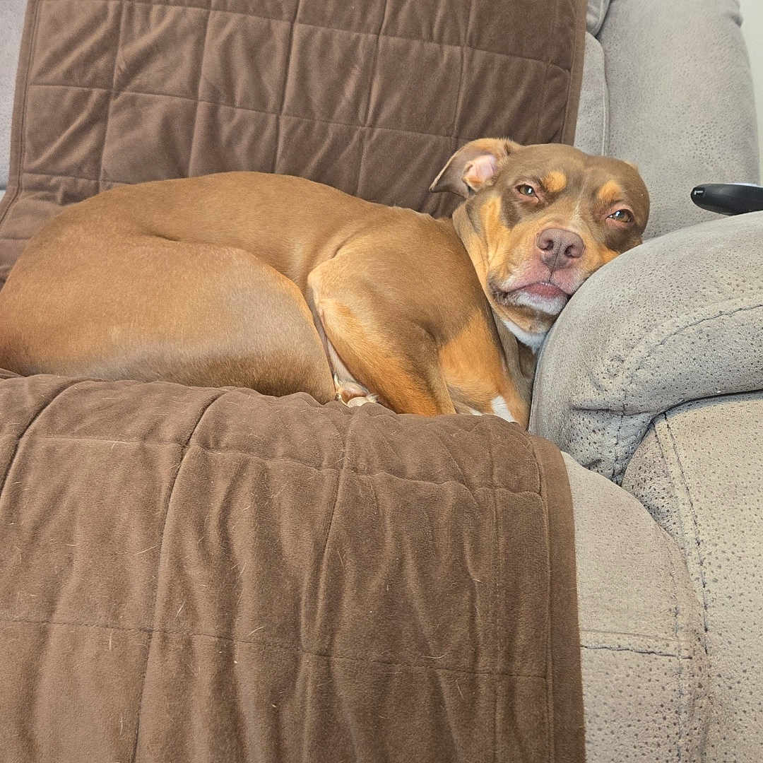 Carli joined the competition — help win amazing prizes! animal, armrest, blanket, brown_dog, canine, comfort, companion, couch, cozy, dog, fur, furniture, home, indoor, laying_down, pet, quilted_blanket, relaxed, resting, sleepy