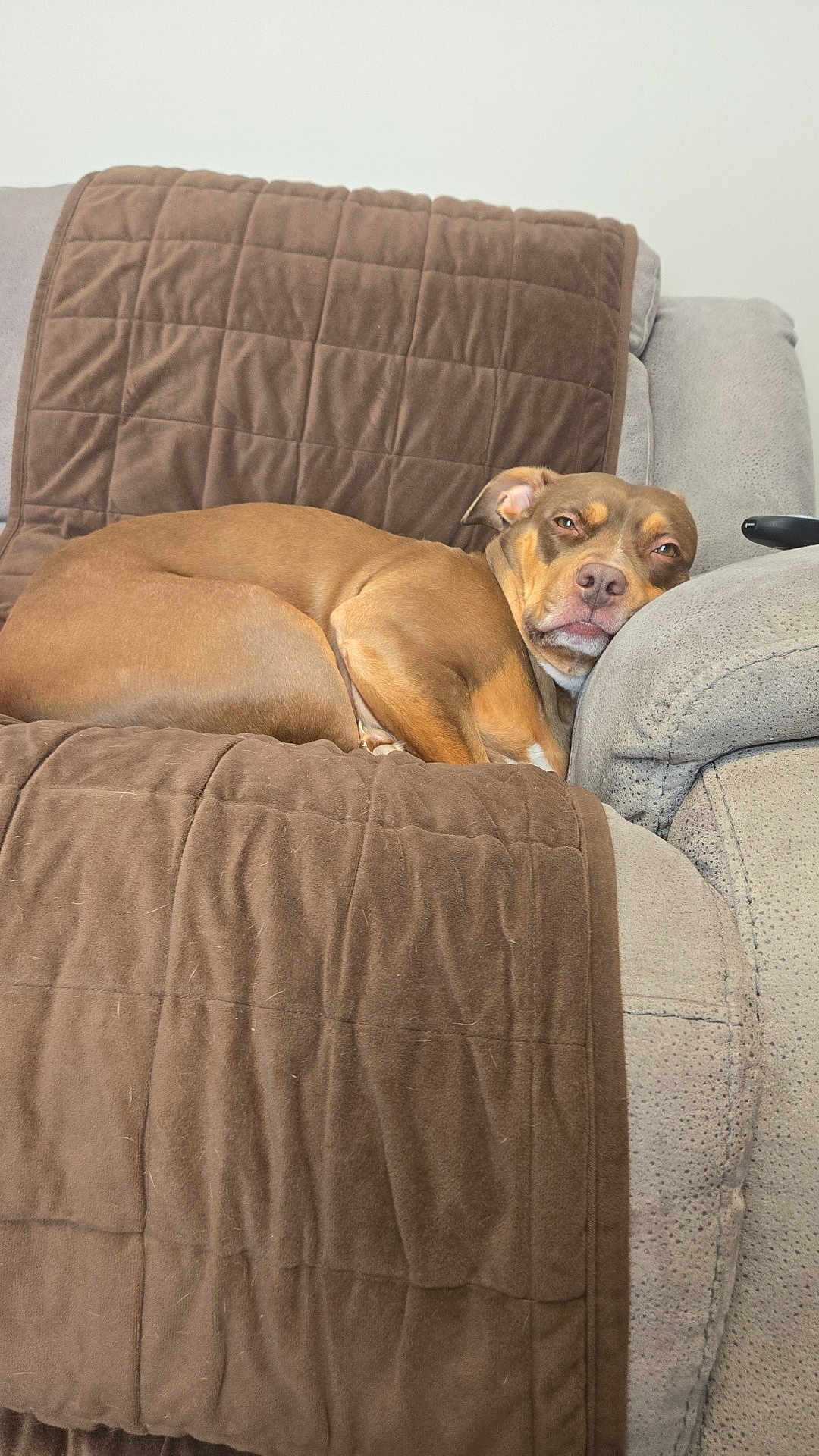 Carli joined the competition — help win amazing prizes! animal, armrest, blanket, brown_dog, canine, comfort, companion, couch, cozy, dog, fur, furniture, home, indoor, laying_down, pet, quilted_blanket, relaxed, resting, sleepy