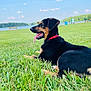 animal, bench, canine, clouds, collar, daylight, dog, grass, green, happy, lake, nature, outdoor, pet, resting, sky, summer, tongue, trees, water