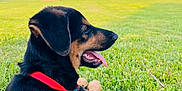 Diesel joined the competition — help win amazing prizes! animal, black, blue_sky, collar, dog, grass, green_grass, lake, leash, nature, outdoor, park, pet, puppy, red_collar, sky, sunny, tan, tongue_out, water