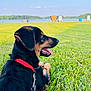animal, black, blue_sky, collar, dog, grass, green_grass, lake, leash, nature, outdoor, park, pet, puppy, red_collar, sky, sunny, tan, tongue_out, water