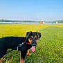 animal, canine, collar, daytime, dog, grass, greenery, lake, leash, nature, outdoor, park, pet, playful, puppy, sky, summer, sunny, tongue_out, water