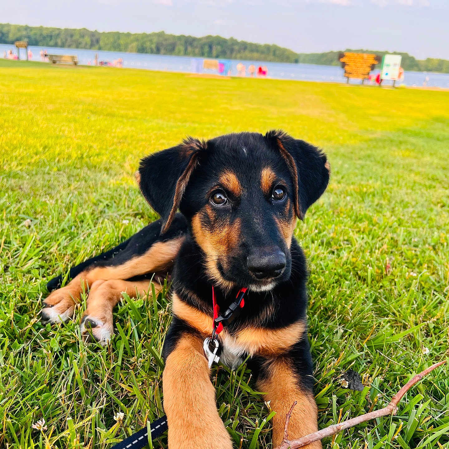 Diesel