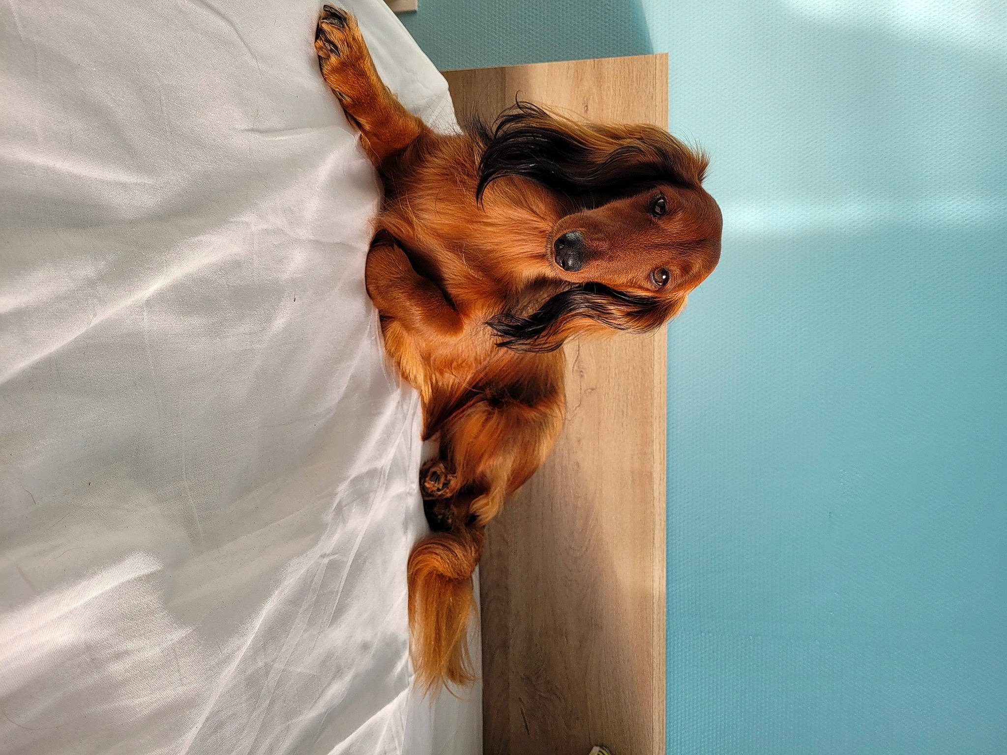 Osky participe au concours pour gagner de l'argent avec cette photo : bat, canidae, carnivore, companion_dog, dog, dog_breed, fawn, felidae, fur, gesture, liver, paw, small_to_medium_sized_cats, snout, sporting_group, tail, terrestrial_animal, whiskers, wildlife, wood