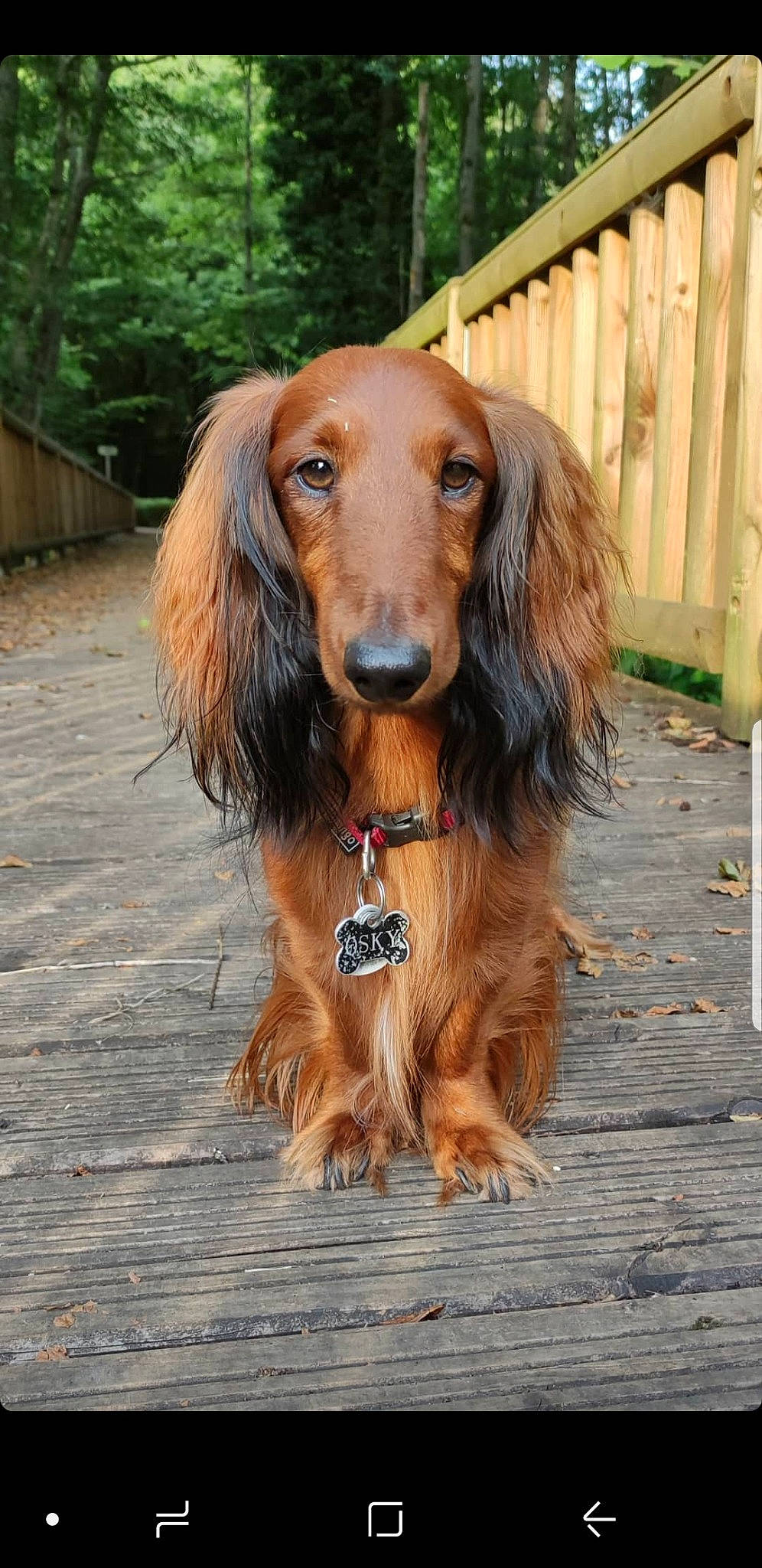 Osky a rejoint le concours — aidez-le/la à gagner de superbes lots ! canidae, carnivore, companion_dog, dog, dog_breed, dog_supply, fawn, fence, liver, pet_supply, snout, sporting_group, wood