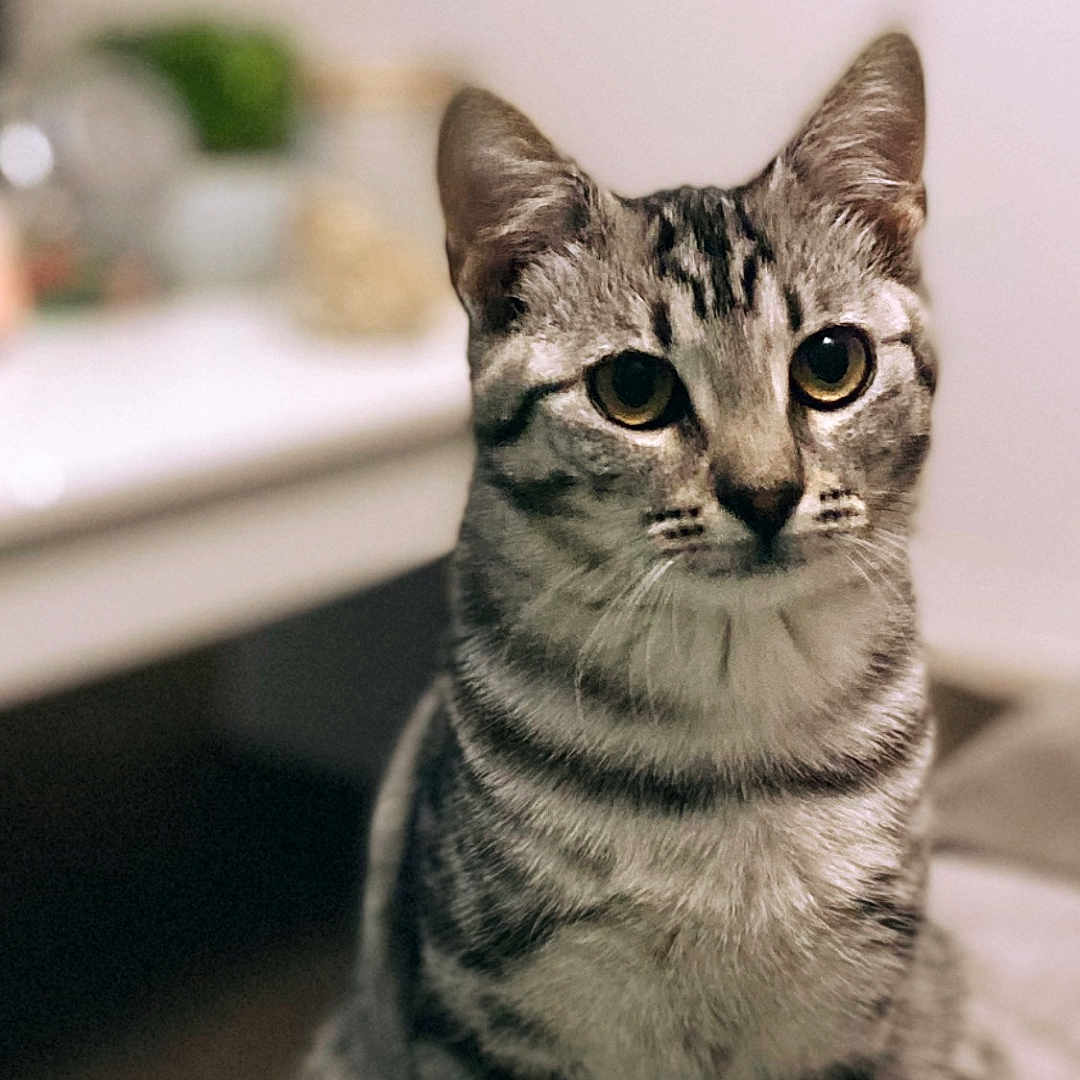 Shuri a rejoint le concours — aidez-le/la à gagner de superbes lots ! abyssinian, angora, animal, cat, egyptiancat, indoors, kitten, manx, pet, siamese