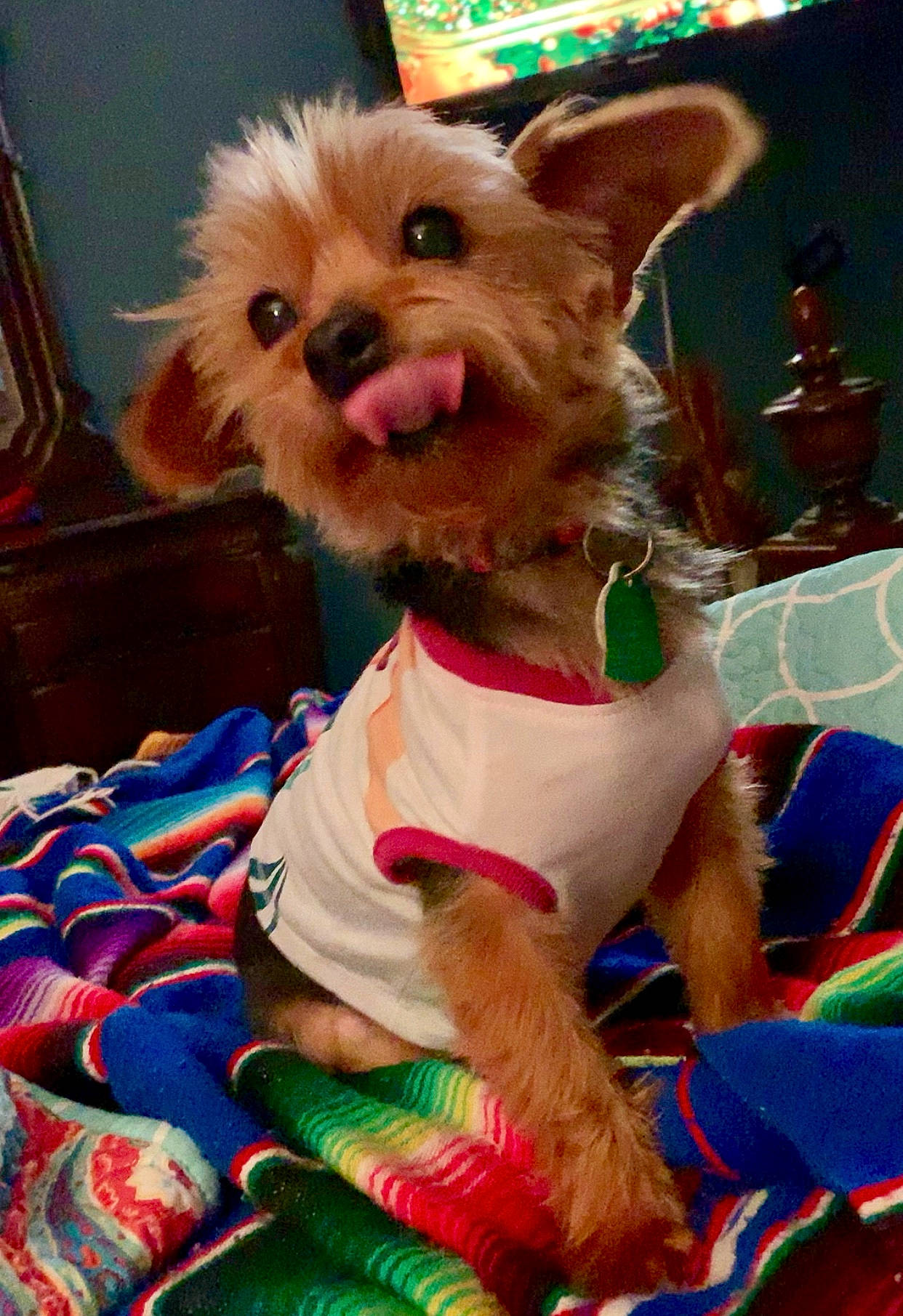 Peaches is registered to the contest to win money with this photo: cairn_terrier, canidae, carnivore, chihuahua, christmas, companion_dog, dog, dog_breed, dog_clothes, dog_toy, fawn, mammal, puppy, rare_breed_dog, sporting_group, terrier, toy_dog, yorkshire_terrier