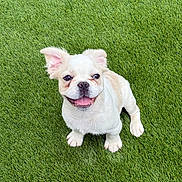 Moose joined the competition — help win amazing prizes! adorable, animal, canine, cream_fur, cute, dog, floppy_ears, grass, happy, nature, outdoor, pet, playful, puppy, sitting, small_dog, smiling, tongue_out, white_fur, young_dog