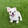 adorable, animal, canine, cream_fur, cute, dog, floppy_ears, grass, happy, nature, outdoor, pet, playful, puppy, sitting, small_dog, smiling, tongue_out, white_fur, young_dog