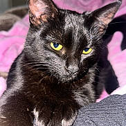 Essie joined the competition — help win amazing prizes! animal, bedroom, black_cat, blanket, cat, closeup, comfort, cozy, ear, fur, indoor, looking, mammal, paw, pet, relaxed, soft, texture, whiskers, yellow_eyes