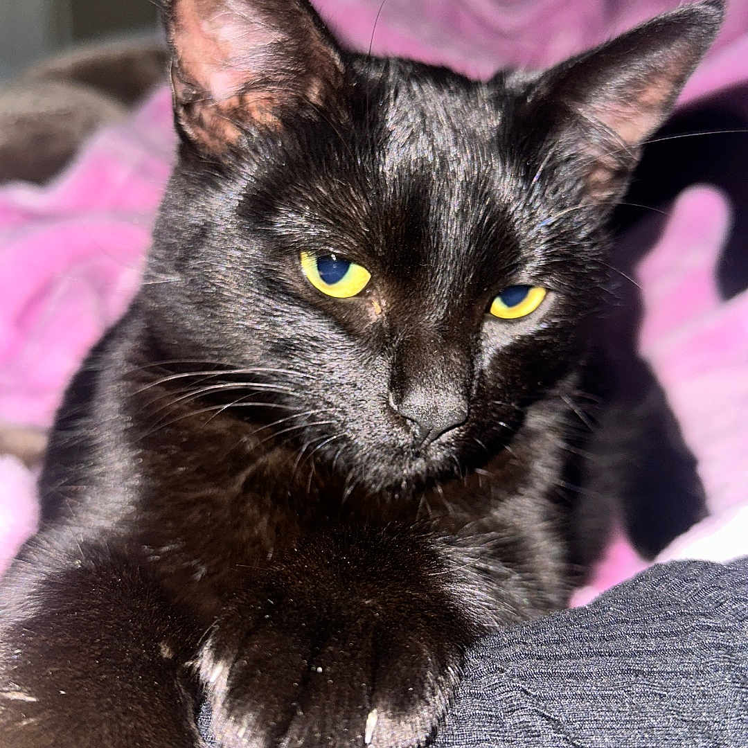 Essie joined the competition — help win amazing prizes! animal, bedroom, black_cat, blanket, cat, closeup, comfort, cozy, ear, fur, indoor, looking, mammal, paw, pet, relaxed, soft, texture, whiskers, yellow_eyes
