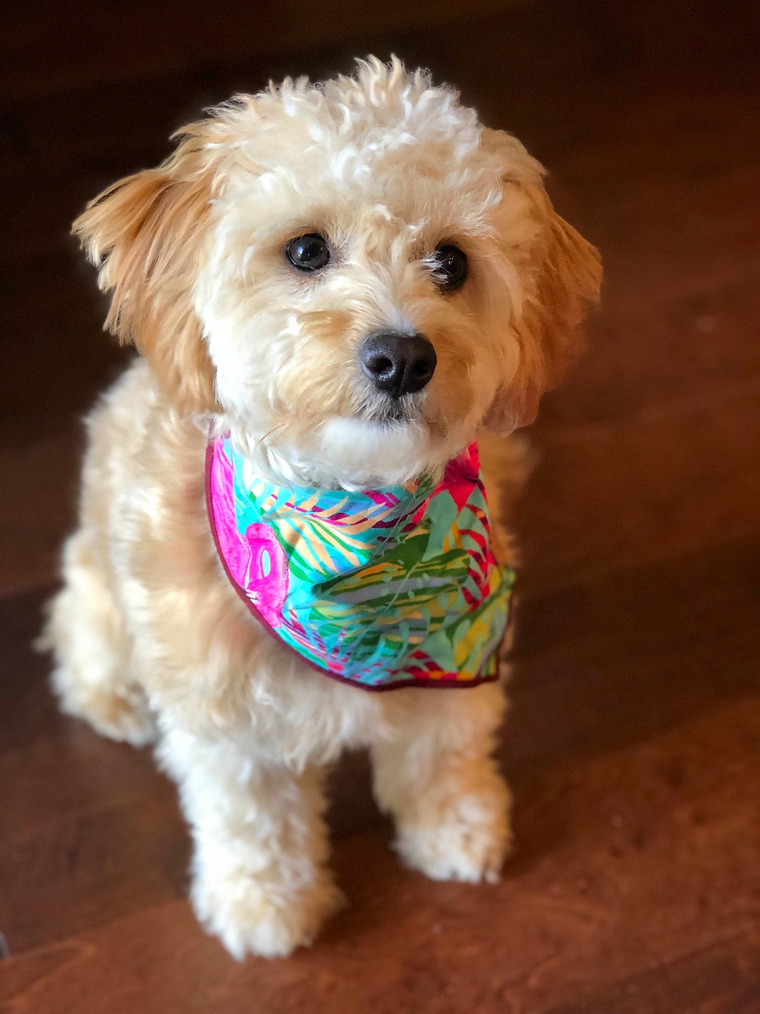 Lilah is registered to the contest to win money with this photo: canidae, carnivore, cavachon, cavapoo, cockapoo, companion_dog, dog, dog_breed, dog_clothes, maltepoo, mammal, miniature_poodle, poodle, poodle_crossbreed, puppy, schnoodle, snout, toy_poodle, vertebrate, yorkipoo