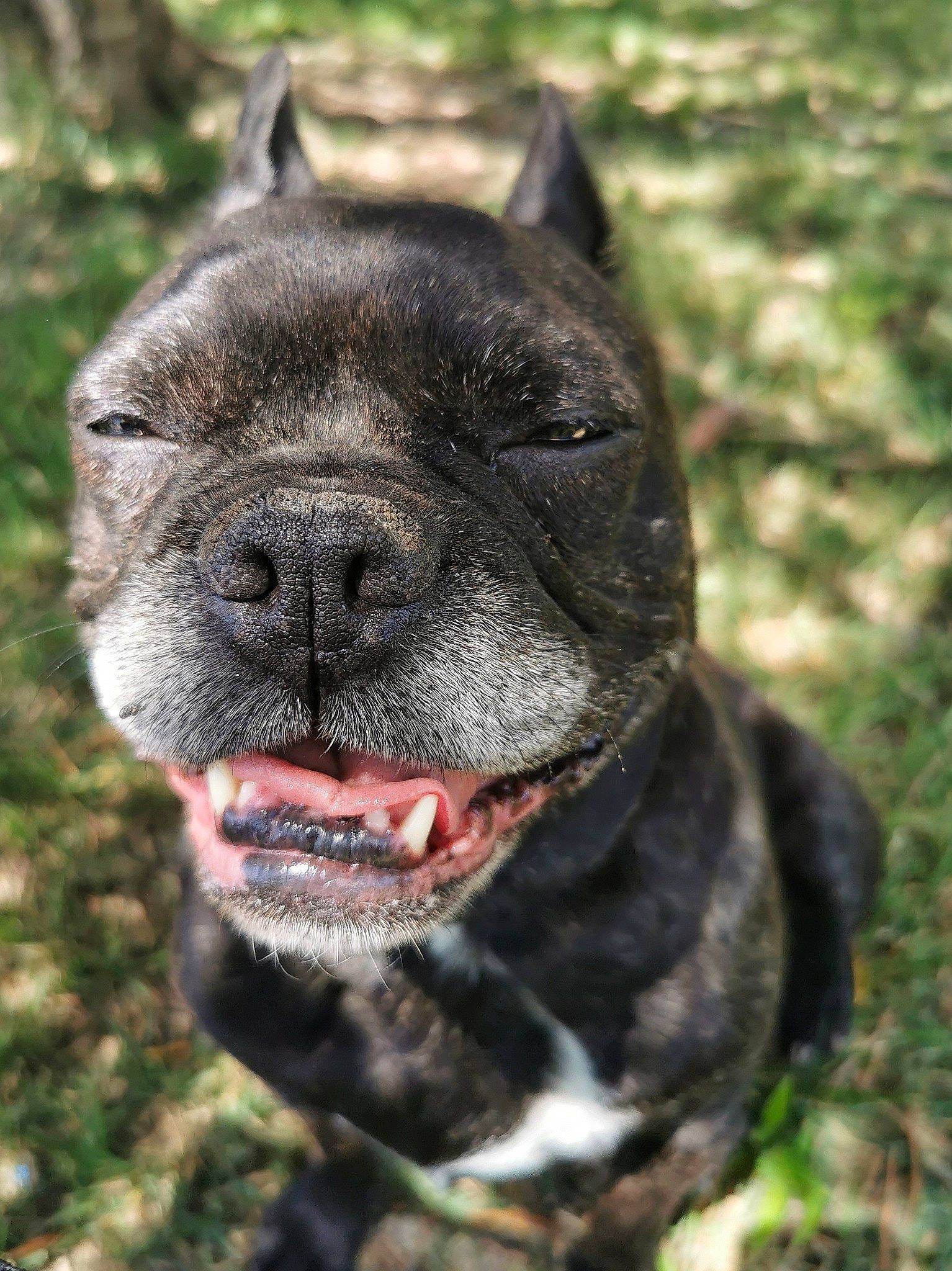 Gwen a rejoint le concours — aidez-le/la à gagner de superbes lots ! american_pit_bull_terrier, american_staffordshire_terrier, canidae, carnivore, companion_dog, cordoba_fighting_dog, dog, dog_breed, fawn, french_bulldog, mammal, molosser, non_sporting_group, perro_de_presa_canario, pit_bull, rare_breed_dog, snout, staffordshire_bull_terrier, vertebrate, whiskers