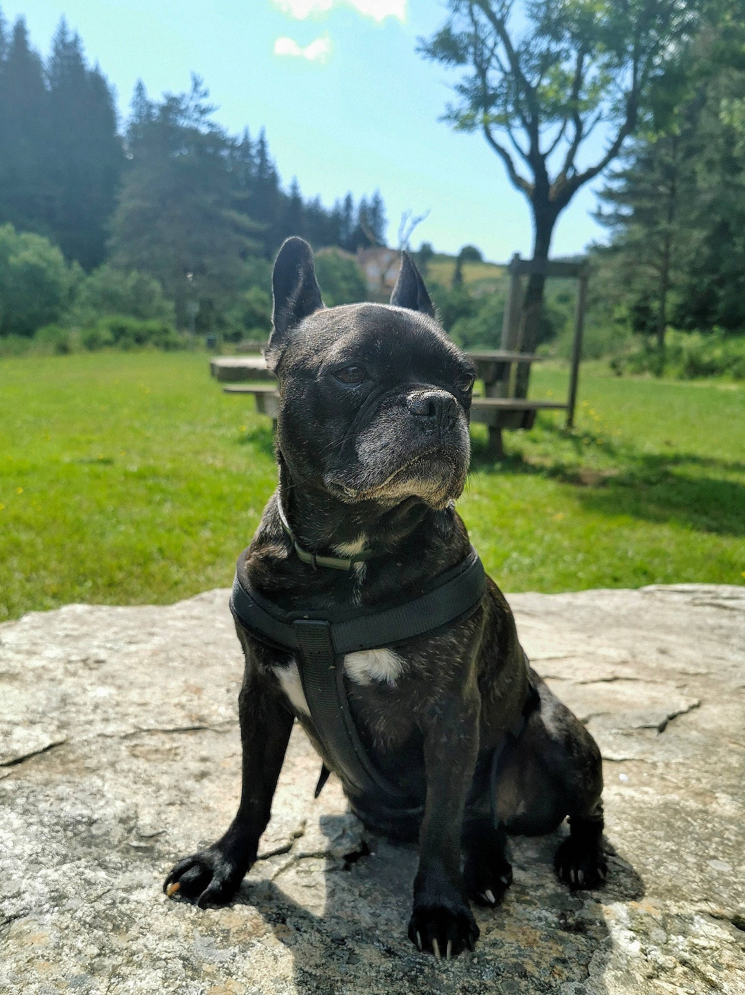Gwen a rejoint le concours — aidez-le/la à gagner de superbes lots ! alaunt, american_staffordshire_terrier, bandog, cane_corso, canidae, carnivore, companion_dog, cordoba_fighting_dog, dog, dog_breed, fawn, french_bulldog, guard_dog, mammal, molosser, non_sporting_group, perro_de_presa_canario, perro_de_presa_mallorquin, snout, vertebrate