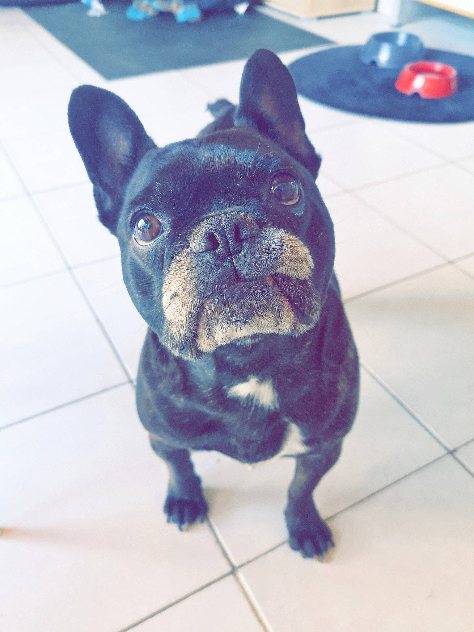 Gwen participe au concours pour gagner de l'argent avec cette photo : bulldog, canidae, carnivore, companion_dog, dog, dog_breed, eye, fawn, french_bulldog, mammal, molosser, non_sporting_group, nose, puppy, rare_breed_dog, skin, snout, toy_bulldog, vertebrate, whiskers