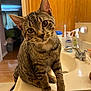 cat, tabby, pet, animal, indoor, bathroom, sink, countertop, wood_cabinet, curious, feline, whiskers, ears, fur, domestic, face, sitting, head_tilt, close_up, household
