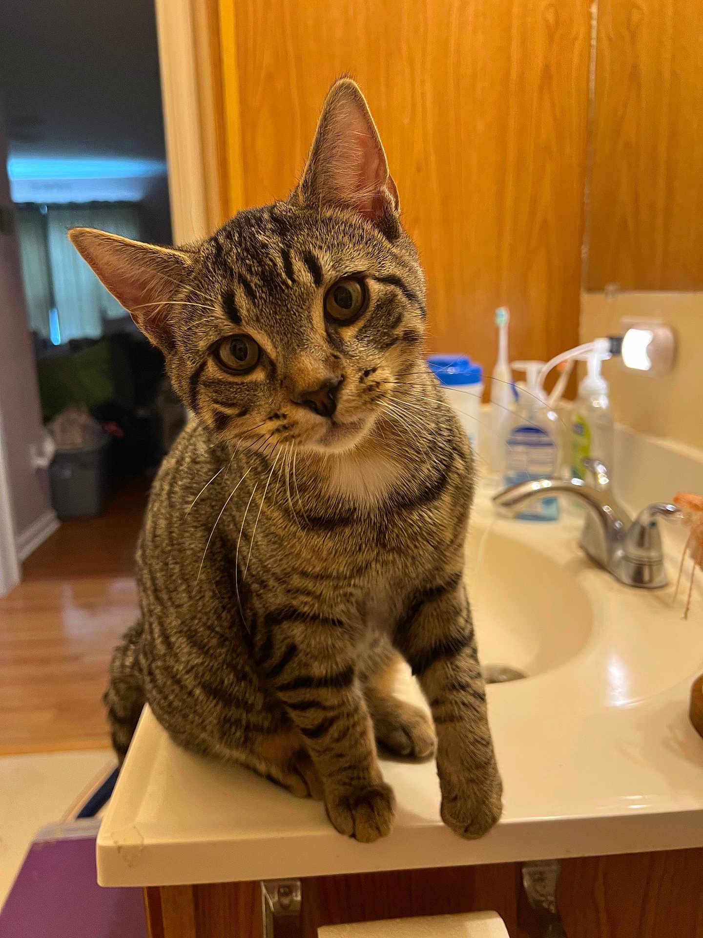 Sammy is registered to the contest to win money with this photo: cat, tabby, pet, animal, indoor, bathroom, sink, countertop, wood_cabinet, curious, feline, whiskers, ears, fur, domestic, face, sitting, head_tilt, close_up, household