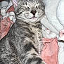 Rosie Mae is registered to the contest to win money with this photo: cat, tabby, sleeping, gray, fur, pet, cozy, blanket, soft, comfortable, indoor, resting, cute, animal, mammal, whiskers, ears, closeup, relaxation, domestic
